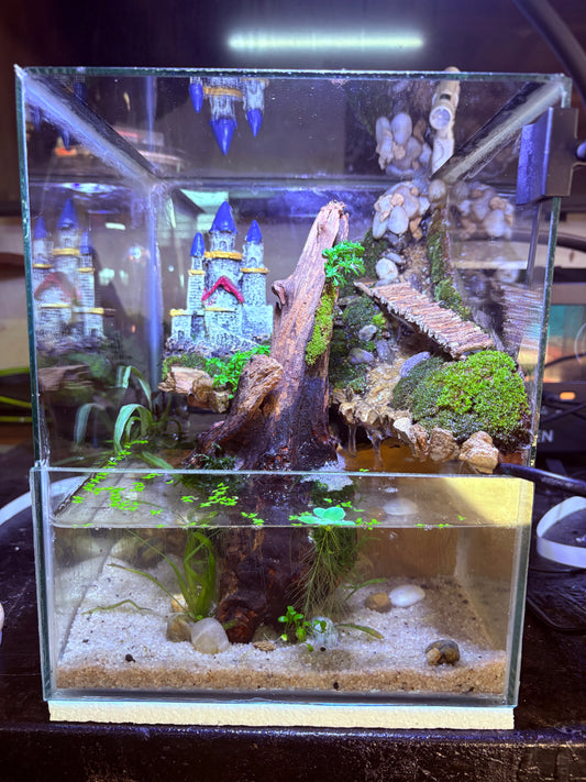 Kumo - Paludarium