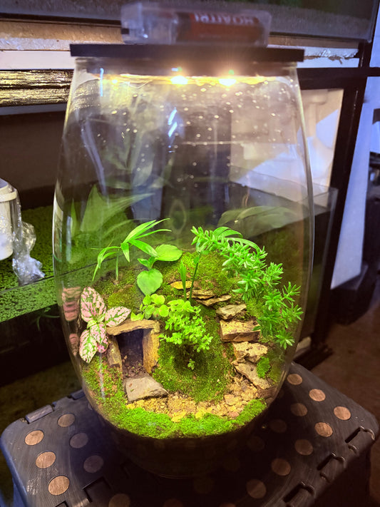 Thabile - Terrarium