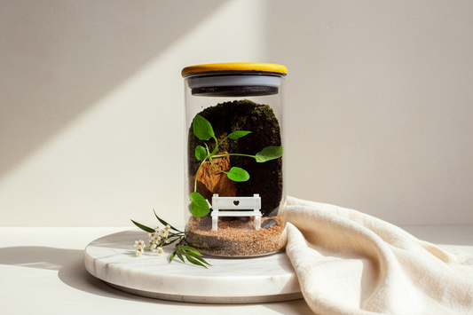 Nia – Compact Ready-Made Terrarium with LED Light