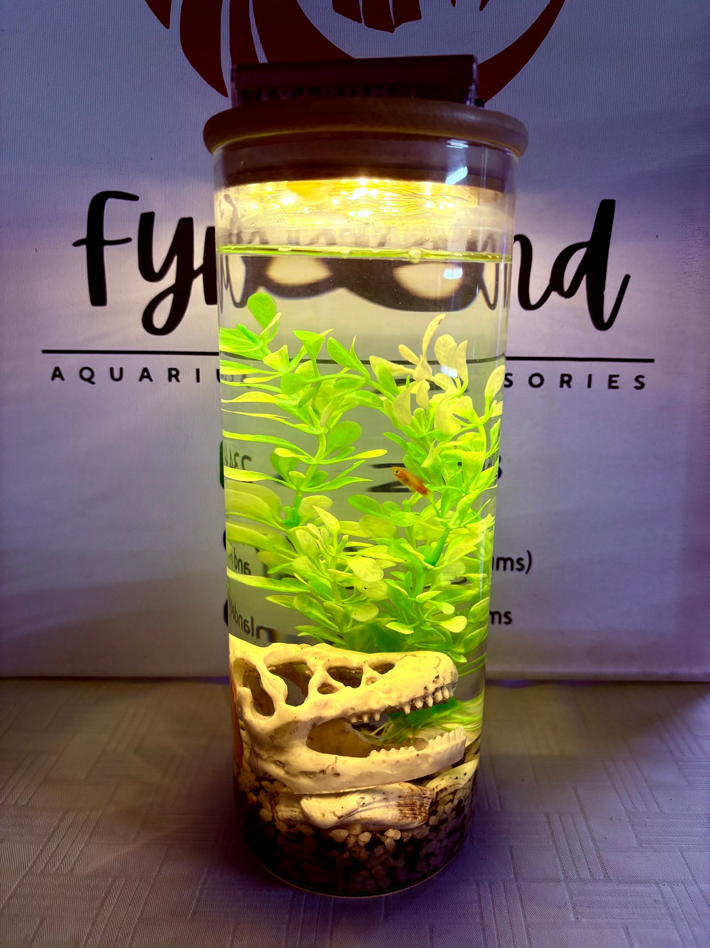 Zari DIY Aquarium Kit – Dino Skull