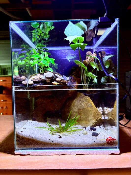 Kumo – Ready-Made Cube Paludarium with Waterfall & LED Light